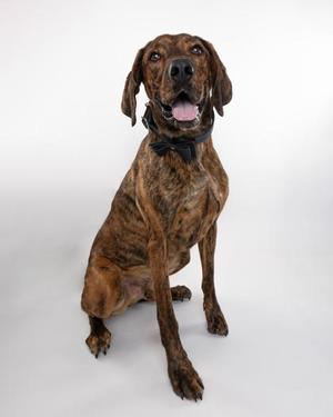 A brindle dog sitting on a white background, wearing a black bow tie.