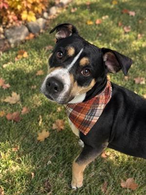 Bigby, Mixed Breed, adult, available for adoption