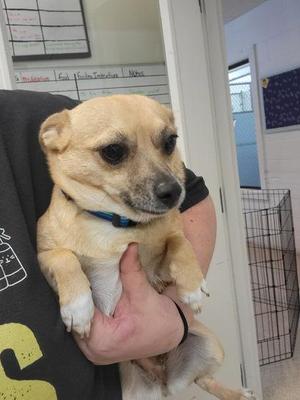 A small dog with light brown fur and a blue collar is being held by a person in a black shirt. The dog has large, dark eyes and a black nose. The background shows a white door and a wire cage.