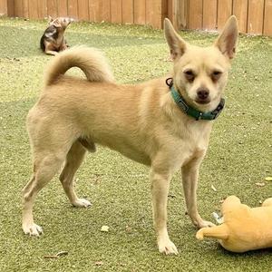 A small tan dog with pointed ears and a curled tail stands on a grassy area, wearing a green collar. In the background, another dog is lying down, and a yellow toy is on the ground nearby.
