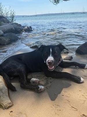Onyx, Pit Bull Terrier / Mixed Breed, young, available for adoption