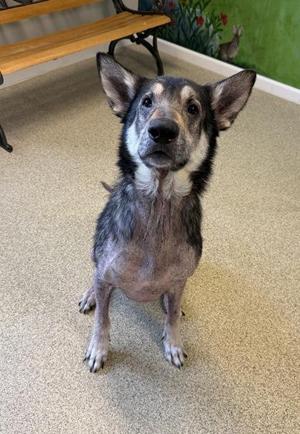 A dog with a patchy coat sitting on a carpeted floor, looking up with its ears perked up.
