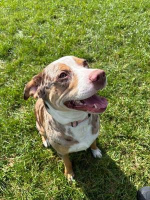Darwin, Pit Bull Terrier / Mixed Breed, adult, available for adoption