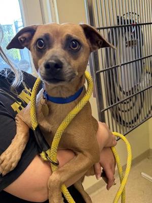 Jada, Mixed Breed, adult, available for adoption