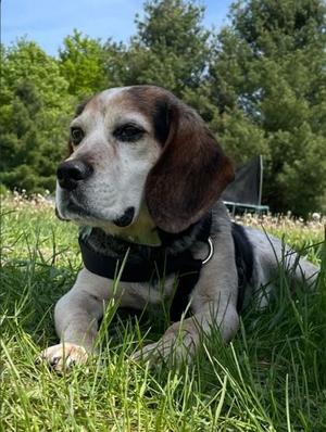 Johnny Cash, Beagle / Mixed Breed, senior, available for adoption
