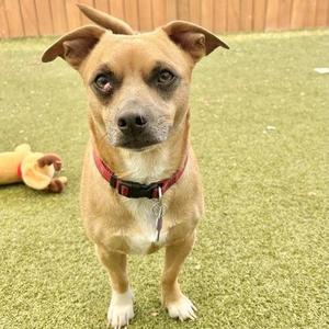 A small brown dog with floppy ears and a red collar standing on green grass.