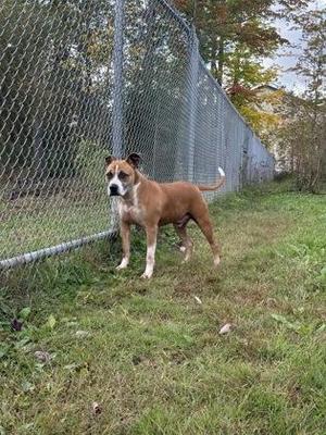 A brown and white dog standing on grass near a chain-link fence.