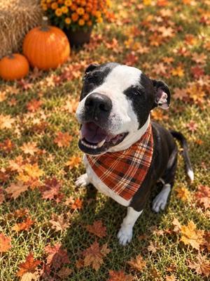 Zeus, Pit Bull Terrier / English Bulldog, adult, available for adoption