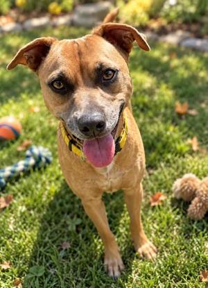 Teddy, Mixed Breed, adult, available for adoption