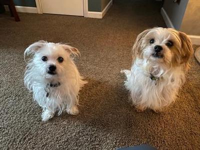 Mama Mia *IN FOSTER*, Terrier / Mixed Breed, senior, available for adoption