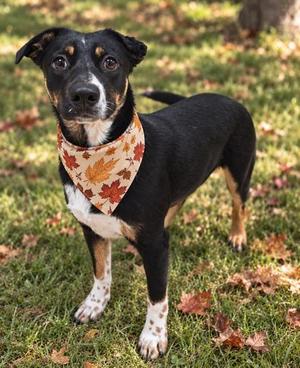 Beebe, Mixed Breed, adult, available for adoption