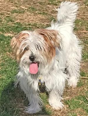Tank *IN FOSTER*, Terrier / Mixed Breed, senior, available for adoption