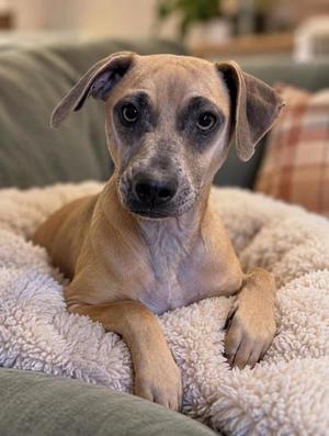 A light brown dog with floppy ears lying on a fluffy white blanket.
