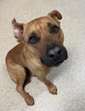 Mawkwa, Pit Bull Terrier / Mixed Breed, adult, available for adoption