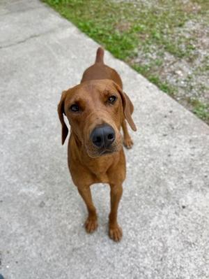 Pluto, Redbone Coonhound / Mixed Breed, adult, available for adoption