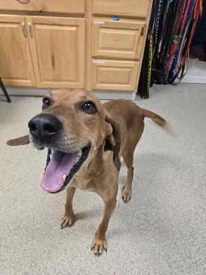 Ferngully, Hound / Mixed Breed, adult, available for adoption