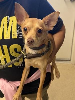 Pinkie, Mixed Breed, adult, available for adoption