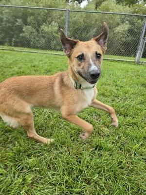A brown and white dog with pointed ears and a black nose is running on a grassy field. The dog is wearing a green collar and has a black patch around its eyes. The background shows a chain-link fence and some trees.