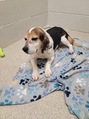 A beagle dog lying on a blanket with paw prints on it