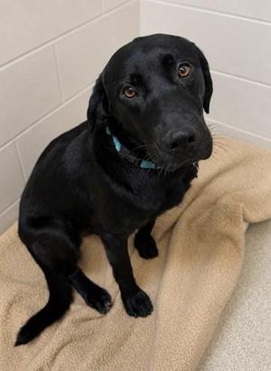 Jack *In Foster*, Labrador Retriever / Mixed Breed, young, available for adoption