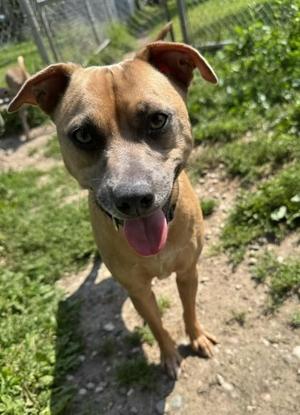 Teddy, Mixed Breed, adult, available for adoption