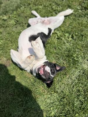 Max, Mixed Breed, adult, available for adoption