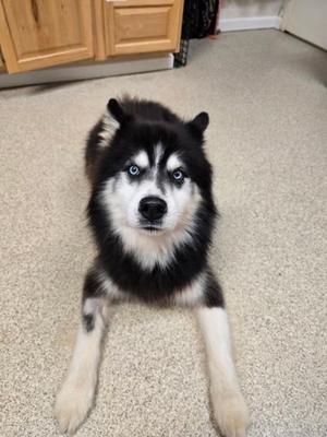 A black and white husky dog with blue eyes lying on a carpeted floor.
