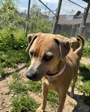 Gojo Cherry, Mixed Breed, puppy, available for adoption