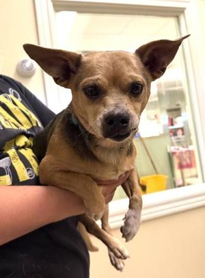 Chico, Mixed Breed, adult, available for adoption
