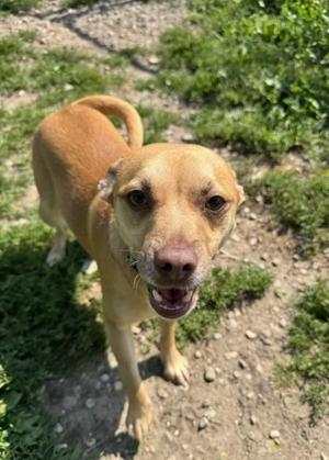Brutus, Mixed Breed, adult, available for adoption