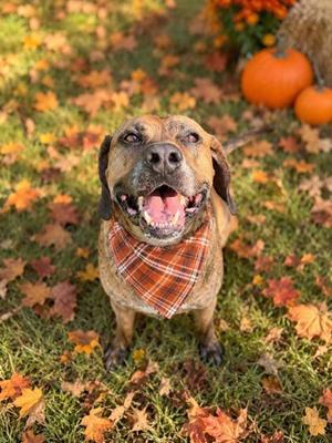 Otis, Coonhound / Mixed Breed, adult, available for adoption