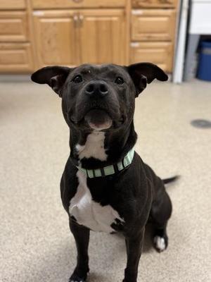 Maddox, Pit Bull Terrier / Mixed Breed, adult, available for adoption