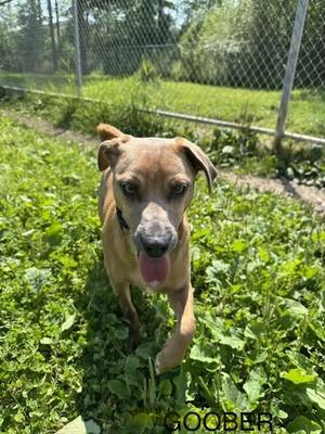 Goober, Mixed Breed, puppy, available for adoption