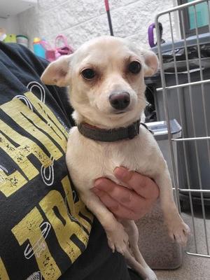 Lola, Mixed Breed, adult, available for adoption