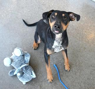 A black and brown dog with a white chest patch is sitting on a concrete floor, looking up with its mouth slightly open. Next to the dog is a gray stuffed animal toy and a blue leash.