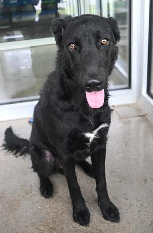 22762, Labrador Retriever, adult, available for adoption