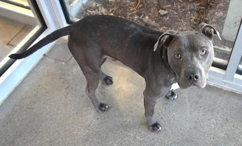 A gray dog standing on a concrete surface, looking up at the camera.