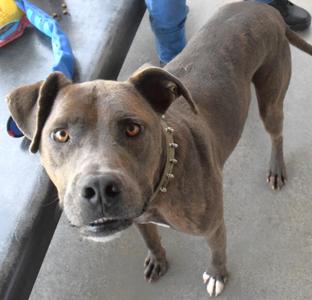 A brown dog with a collar standing on a concrete surface, looking directly at the camera.
