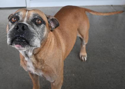 22618, Boxer, senior, available for adoption