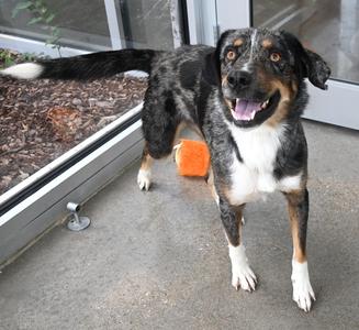 A black, white, and brown dog standing on a concrete surface with an orange ball nearby.
