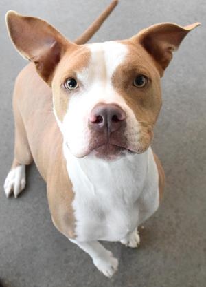 21645 "Elon", Pit Bull Terrier, adult, available for adoption