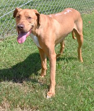 A brown dog with a white patch on its chest standing on grass, with its tongue out and looking at the camera.