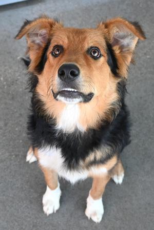 22705, Australian Shepherd, adult, available for adoption