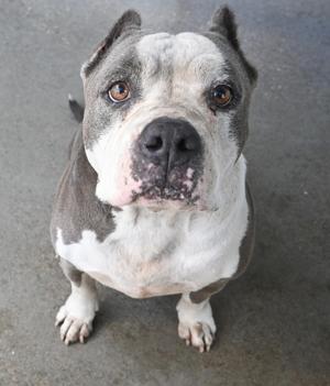 A close-up of a gray and white pit bull terrier with a wrinkled face, looking directly at the camera with a calm expression.