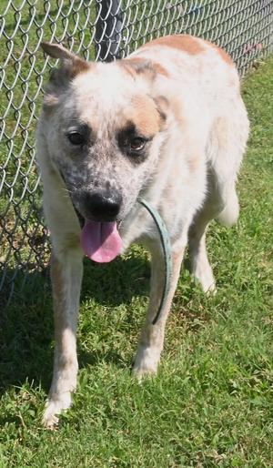 22718 Nibbler, Australian Cattle Dog / Blue Heeler, adult, available for adoption
