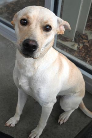 22760, Labrador Retriever, adult, available for adoption