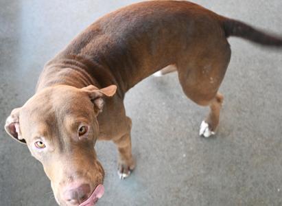 22704, Pit Bull Terrier, adult, available for adoption