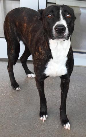 22469, Pit Bull Terrier, adult, available for adoption