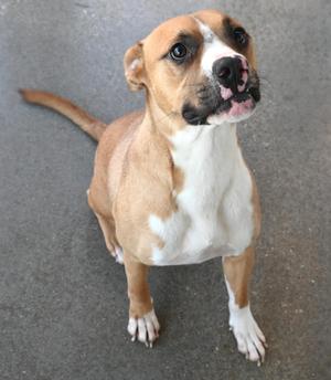 A brown and white dog standing on a gray surface, looking up with its mouth slightly open.