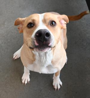 22658, Pit Bull Terrier, adult, available for adoption